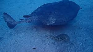 Image result for Tetronarce nobiliana