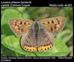 Attēlu rezultāti vaicājumam “Lycaena phlaeas female”