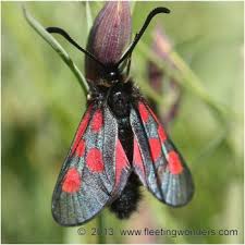 Attēlu rezultāti vaicājumam “Zygaena filipendulae exuvia”