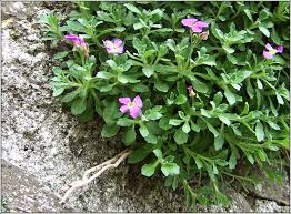 Attēlu rezultāti vaicājumam “Aubrieta deltoidea flower”