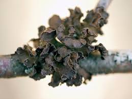 Attēlu rezultāti vaicājumam “Cetraria sepincola”