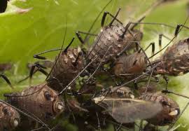 Attēlu rezultāti vaicājumam “Uroleucon cirsii”