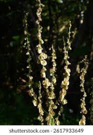Attēlu rezultāti vaicājumam “Rumex acetosa fruit”