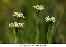 Attēlu rezultāti vaicājumam “Arabis hirsuta flower”