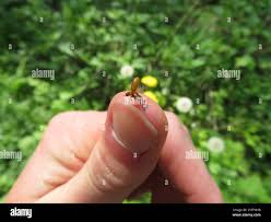 Attēlu rezultāti vaicājumam “Byturus ochraceus”