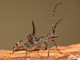 Attēlu rezultāti vaicājumam “Monochamus galloprovincialis”