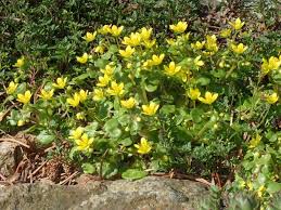 Attēlu rezultāti vaicājumam “Saxifraga cymbalaria”
