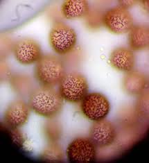 Attēlu rezultāti vaicājumam “Badhamia lilacina var. megaspora”