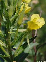Image result for Oenothera biennis