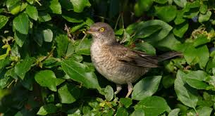 Attēlu rezultāti vaicājumam “Sylvia nisoria”