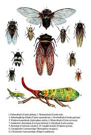 Attēlu rezultāti vaicājumam “Auchenorrhyncha”