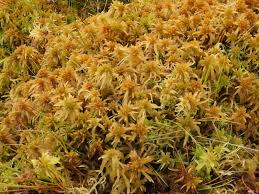 Attēlu rezultāti vaicājumam “Sphagnum riparium”