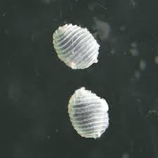 Attēlu rezultāti vaicājumam “Chara aspera male”