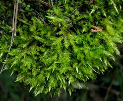 Attēlu rezultāti vaicājumam “Calliergonella cuspidata sporophyte”