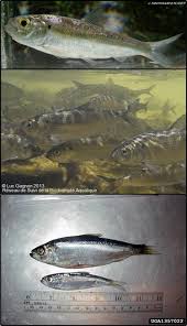 Image result for Alosa pseudoharengus