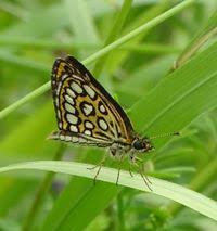 Attēlu rezultāti vaicājumam “Heteropterus morpheus”