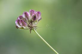 Attēlu rezultāti vaicājumam “Laserpitium latifolium bud”