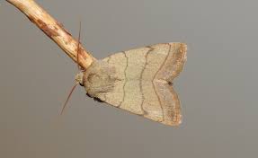 Attēlu rezultāti vaicājumam “Charanyca trigrammica”