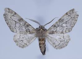 Attēlu rezultāti vaicājumam “Biston betularia”