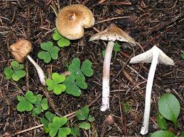 Attēlu rezultāti vaicājumam “Inocybe lanuginosa”