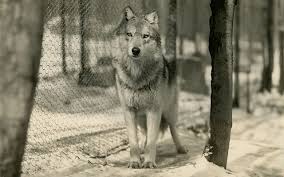 Image result for Westgate Wolves A.R.L.F.C.