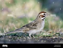 Image result for Chondestes grammacus