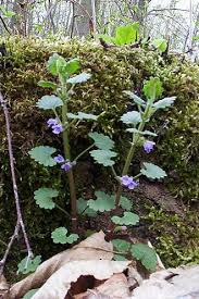 Image result for Glechoma hederacea