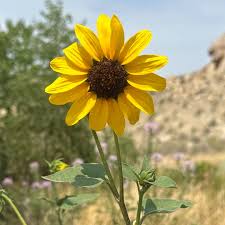 Attēlu rezultāti vaicājumam “Helianthus annuus flower”