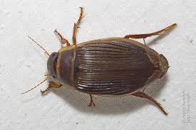 Attēlu rezultāti vaicājumam “Dytiscus marginalis”