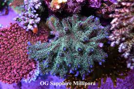 Image result for Sapphire Acro