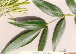 Attēlu rezultāti vaicājumam “Fraxinus”