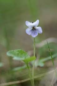 Attēlu rezultāti vaicājumam “Viola palustris”