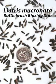 Image result for blazing vantoms