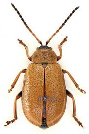 Attēlu rezultāti vaicājumam “Lochmaea caprea”