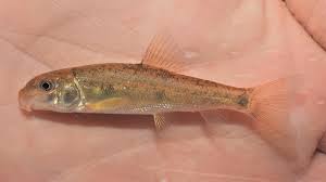 Image result for Catostomus commersonii