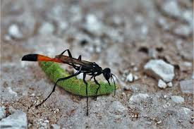 Attēlu rezultāti vaicājumam “Ammophila sp.”