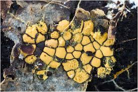 Attēlu rezultāti vaicājumam “Perichaena depressa”