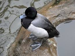 Image result for Aythya marila