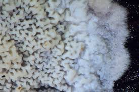 Attēlu rezultāti vaicājumam “Phlebia rufa”