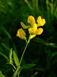 Attēlu rezultāti vaicājumam “Lathyrus pratensis leaf”