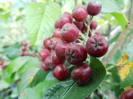 Attēlu rezultāti vaicājumam “x Sorbaronia fallax”