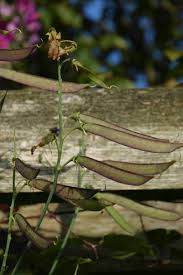 Attēlu rezultāti vaicājumam “Lathyrus latifolius fruit”