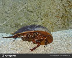 Image result for Limulus polyphemus