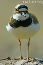 Attēlu rezultāti vaicājumam “Charadrius dubius”