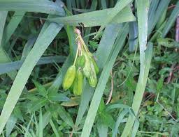 Attēlu rezultāti vaicājumam “Iris pseudacorus leaf”