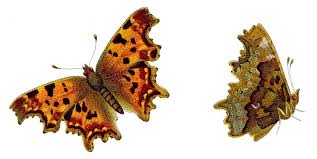 Attēlu rezultāti vaicājumam “Polygonia c-album”