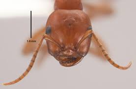 Attēlu rezultāti vaicājumam “Polypogon tentacularius male”