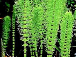 Attēlu rezultāti vaicājumam “Equisetum telmateia”