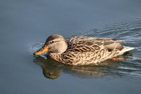 Attēlu rezultāti vaicājumam “Anas platyrhynchos female”