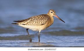 Attēlu rezultāti vaicājumam “Limosa lapponica”